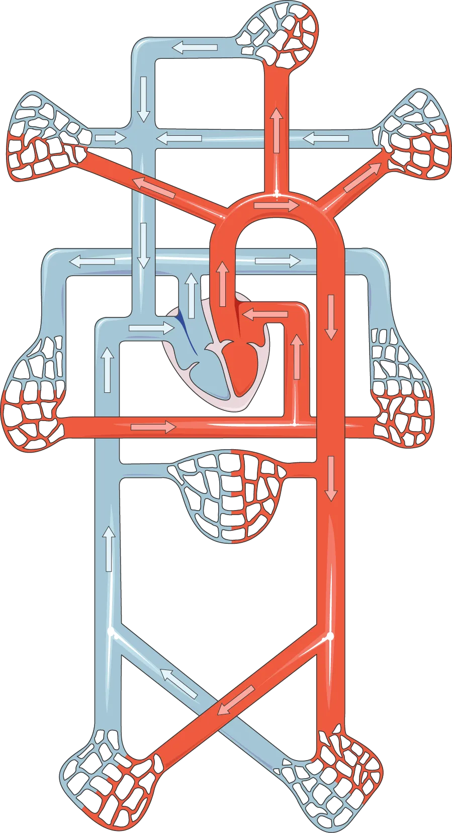 Illustration of the circulatory system