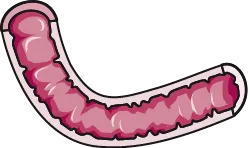 Illustration of the duodenum, the first part of the small intestine