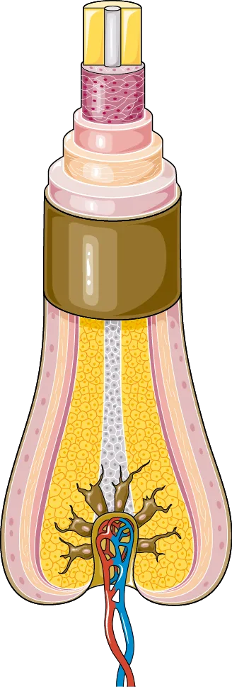 Illustration of a hair follicle