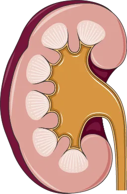 Cross-section illustration of a kidney