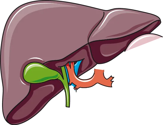 Illustration of the liver and gallbladder