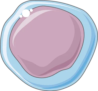 Illustration of a lymphocyte, a type of white blood cell