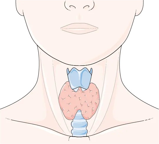 Illustration of the thyroid gland in the neck