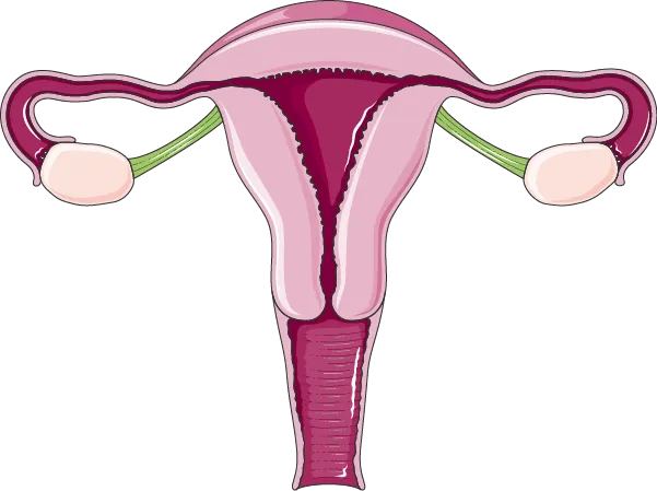 Illustration of the uterus, fallopian tubes, and ovaries